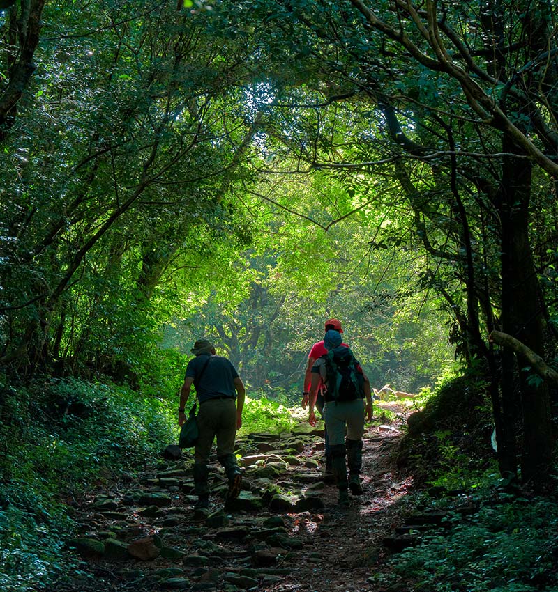 Knuckles Mountain Range Hikes: Trails & Tips