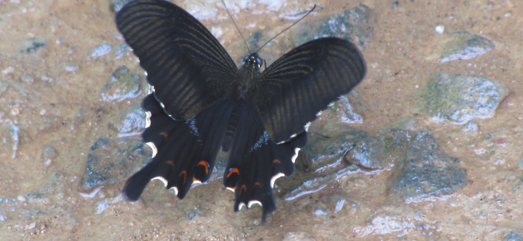 Butterfly Trail