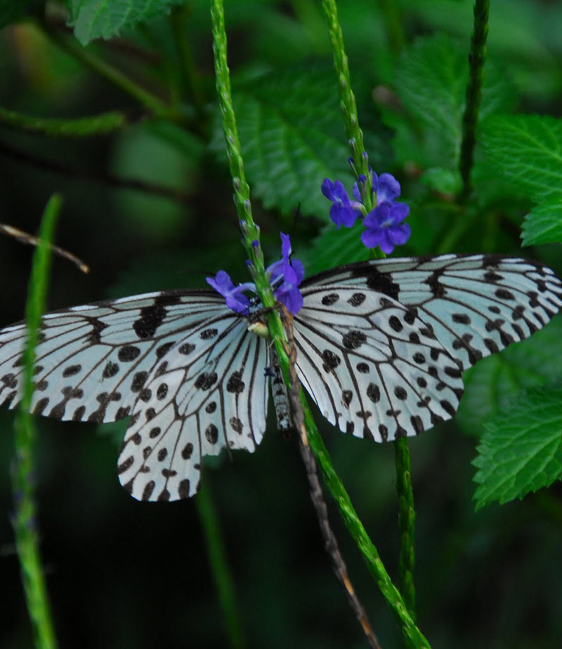 The Butterfly Trail