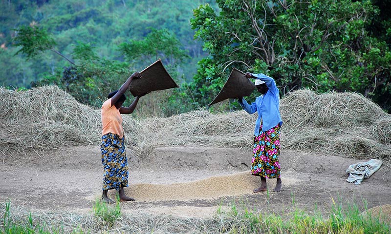 Village experiences with villagers