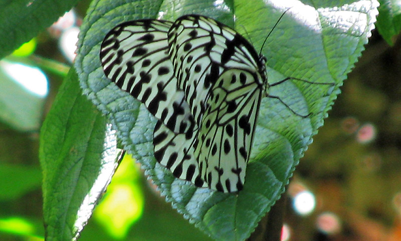 Green color beautiful butterfly