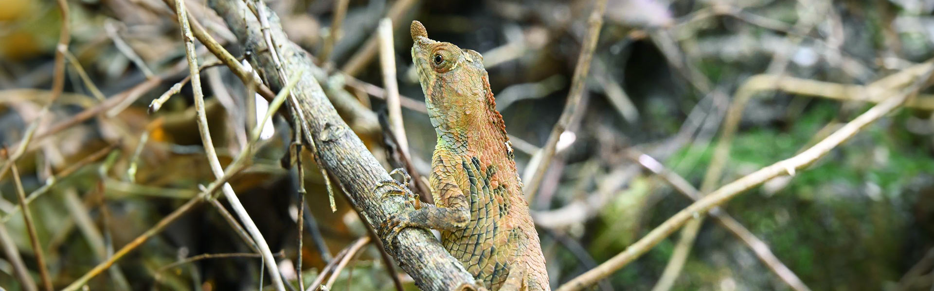 Biodiversity Discovery
