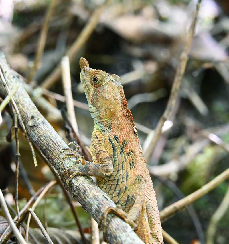 Biodiversity Discovery