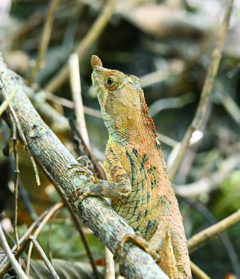 Agamid lizard