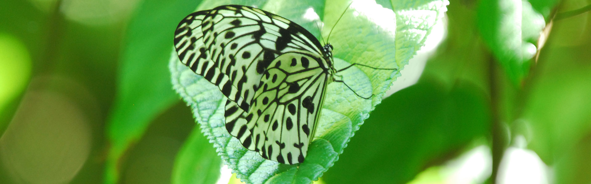 The Butterfly Trail