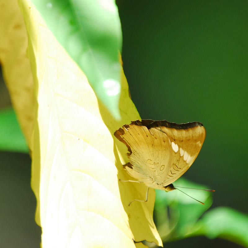 The Butterfly Trail