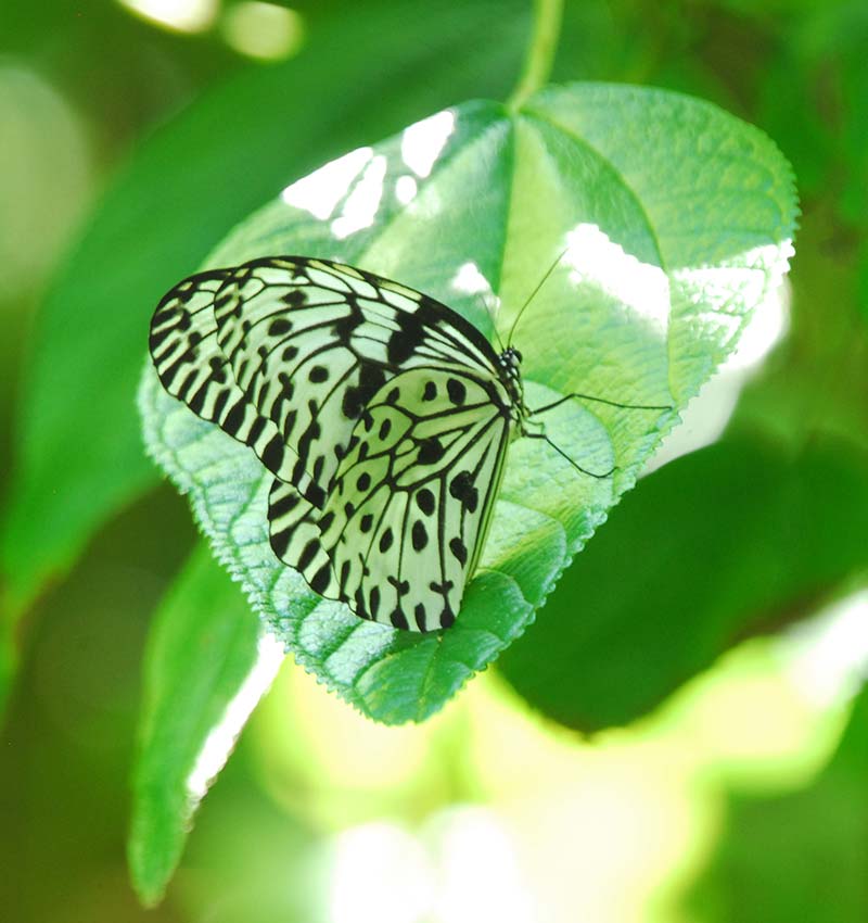 The Butterfly Trail